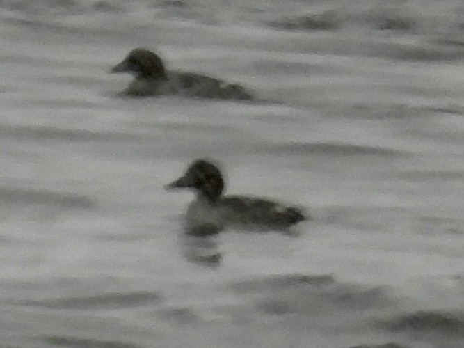 Garrot à oeil d'or - ML646705849