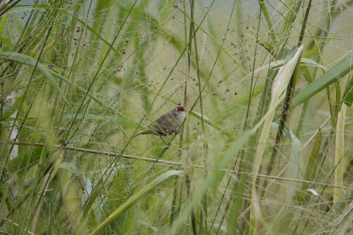 Common Waxbill - ML646705852