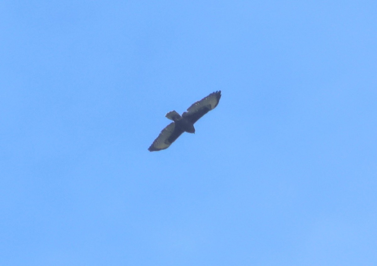 Short-tailed Hawk - ML646705855