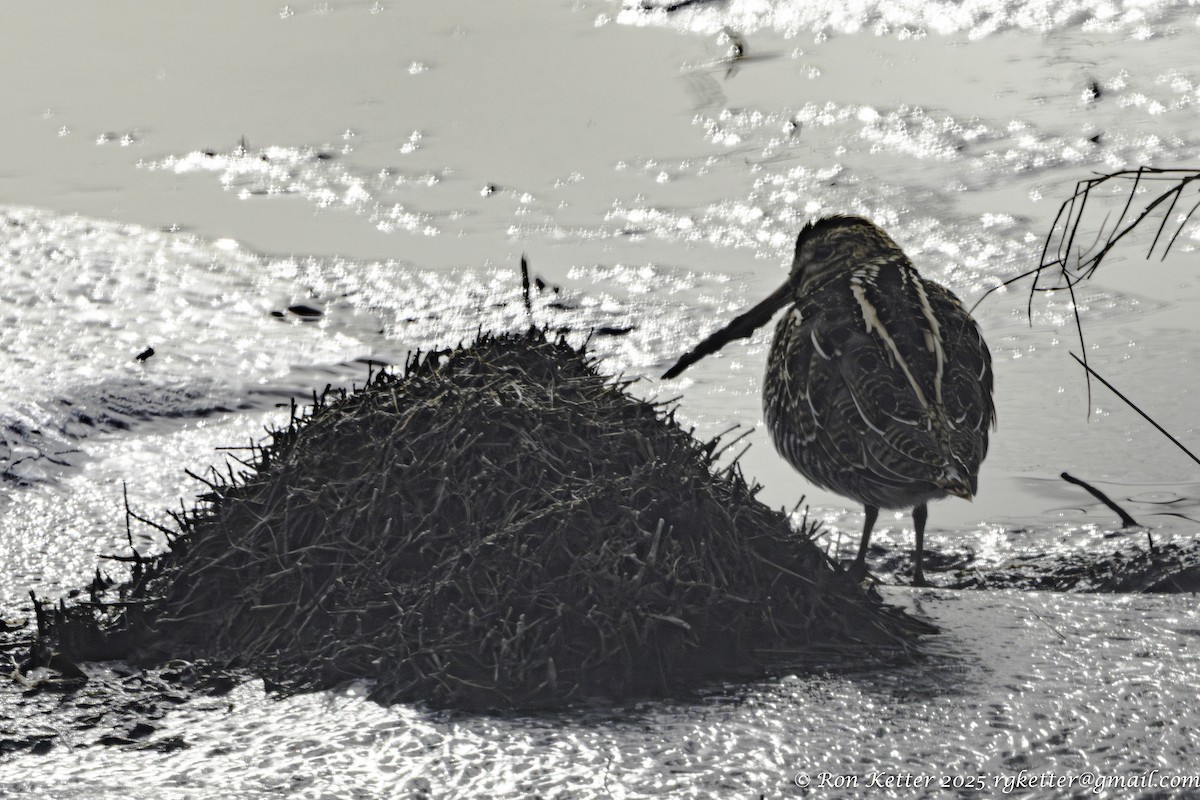 Wilson's Snipe - ML646705856