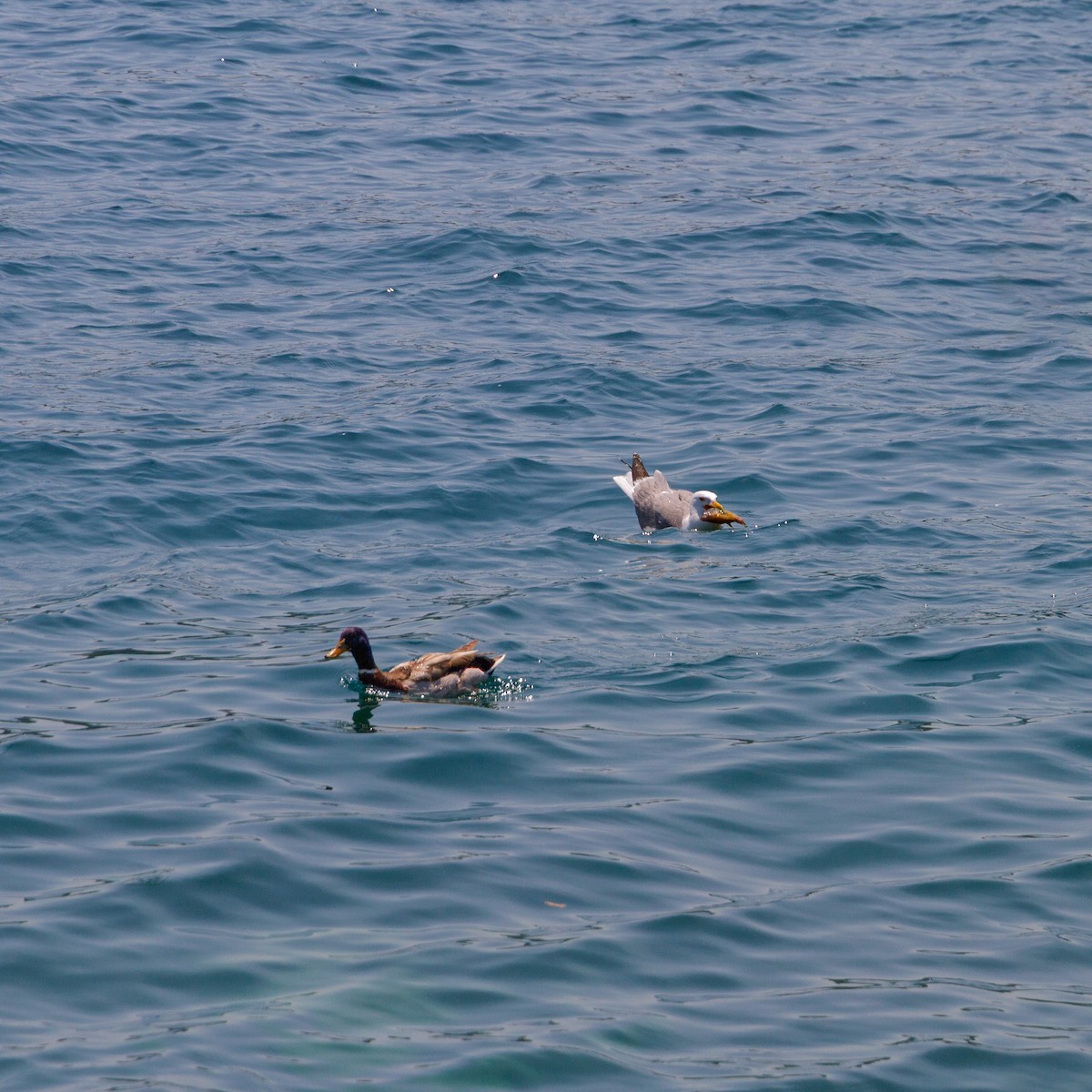 Mallard - ML646705858