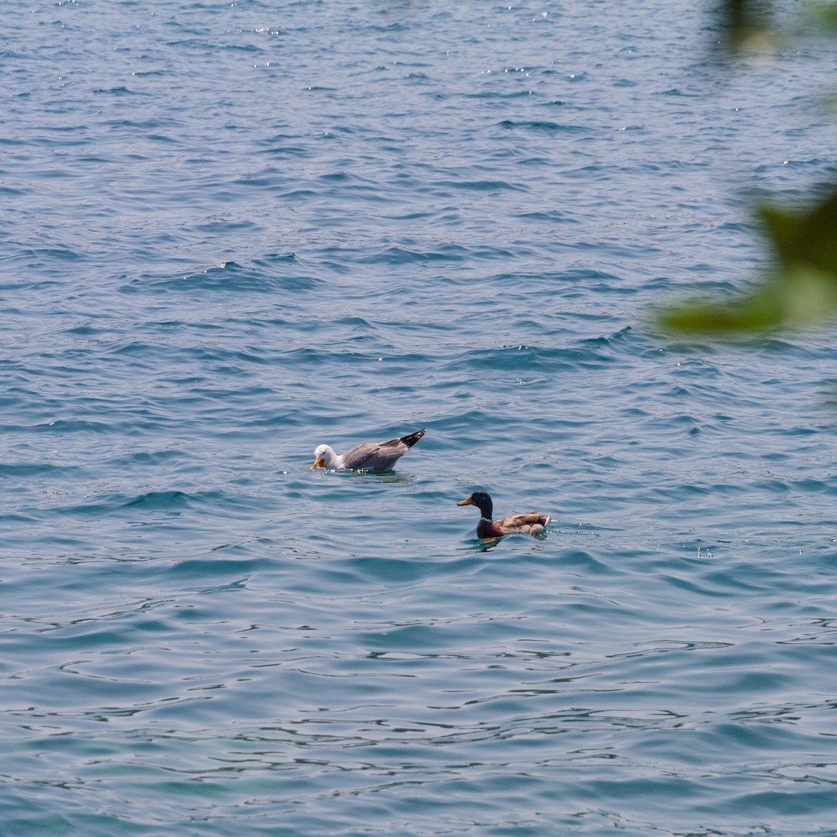 Mallard - ML646705859