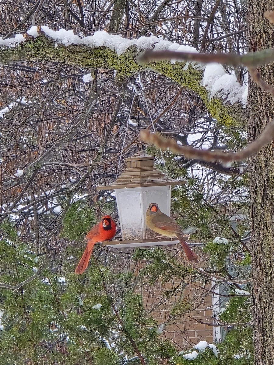 Rotkardinal - ML646705862