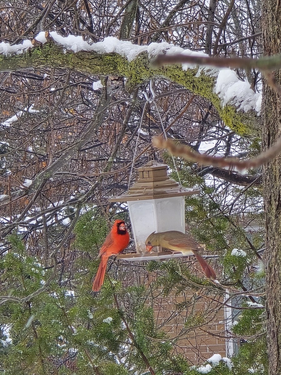 Rotkardinal - ML646705863