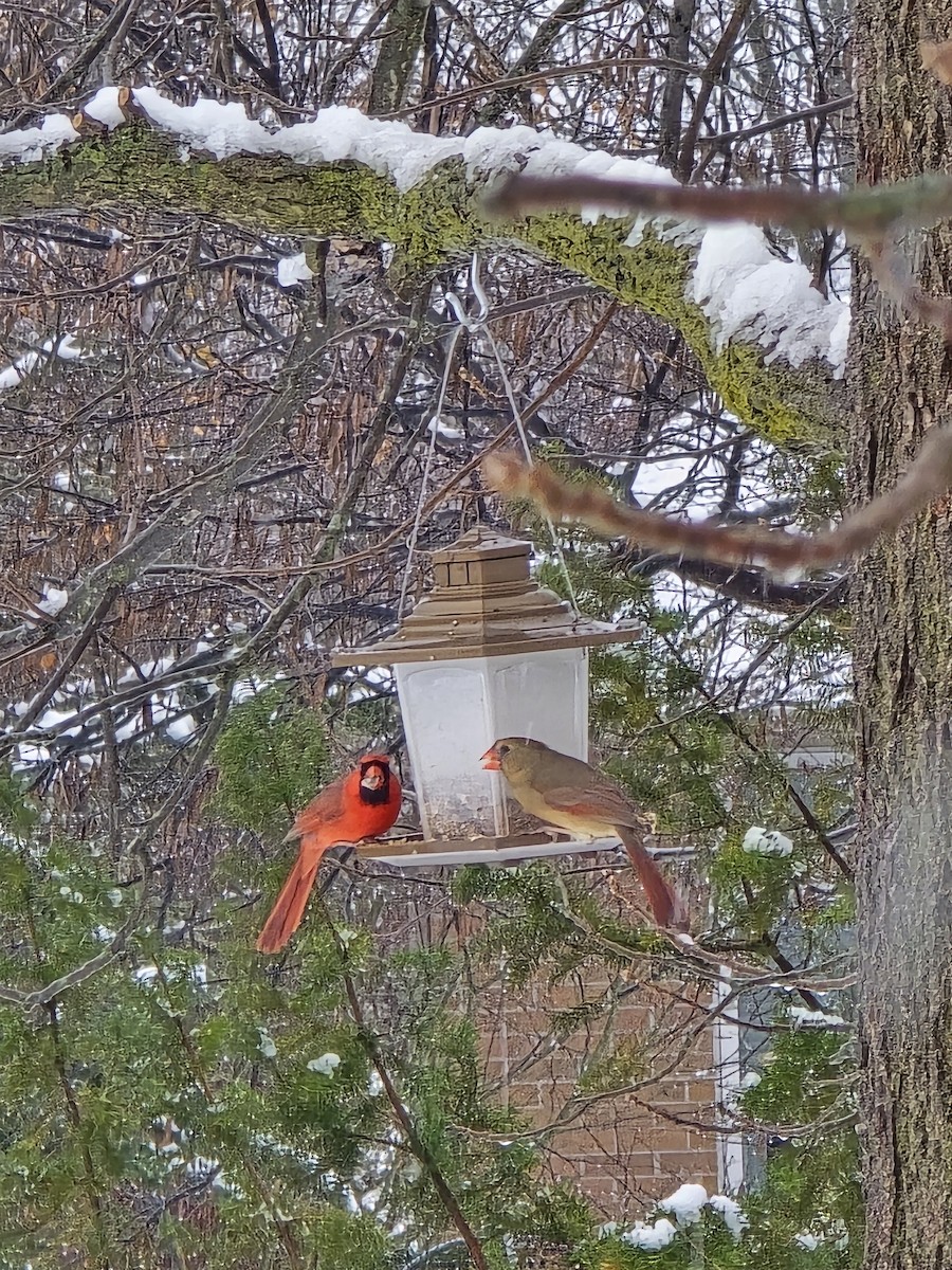 Rotkardinal - ML646705864