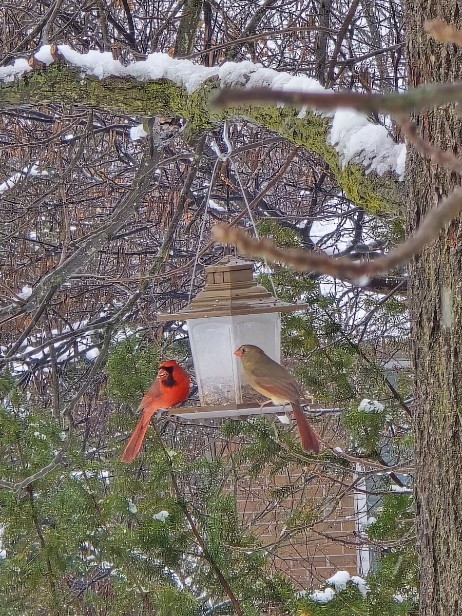 Rotkardinal - ML646705865