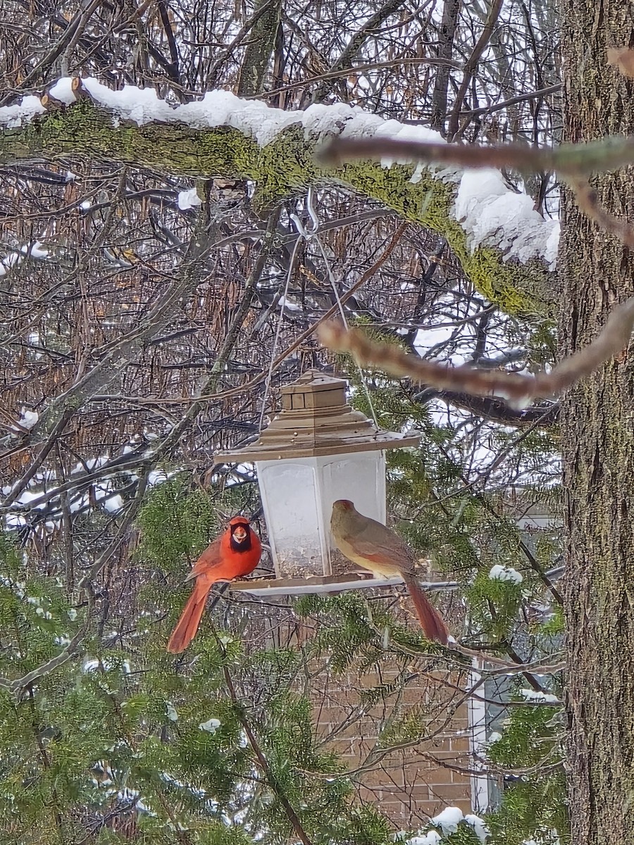 Rotkardinal - ML646705868