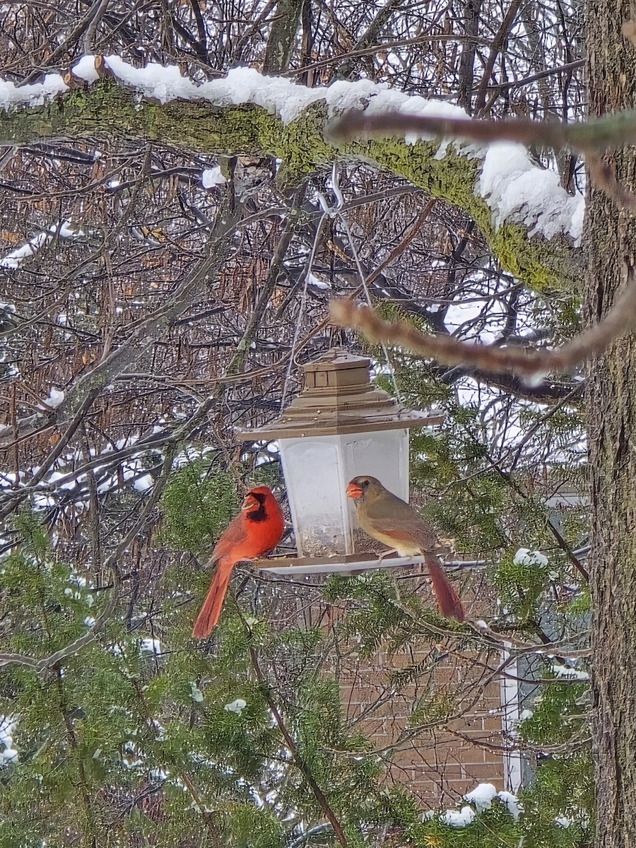 Kardinal arrunta - ML646705869