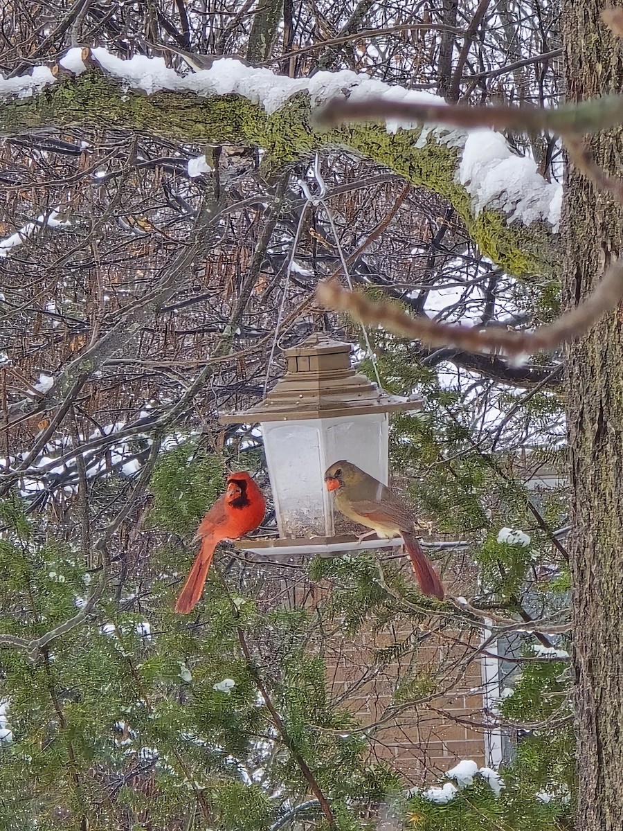 Rotkardinal - ML646705871