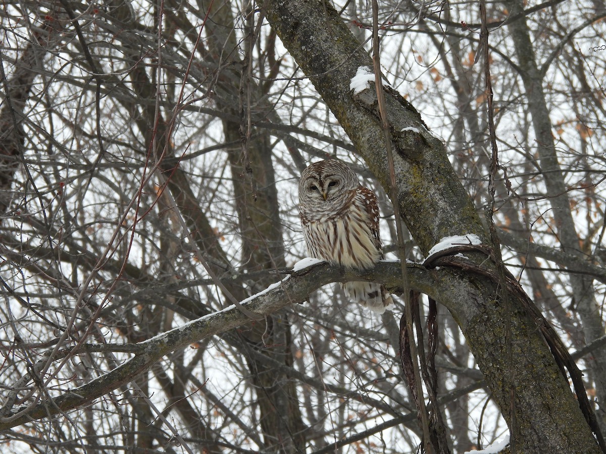 puštík proužkovaný - ML646705874