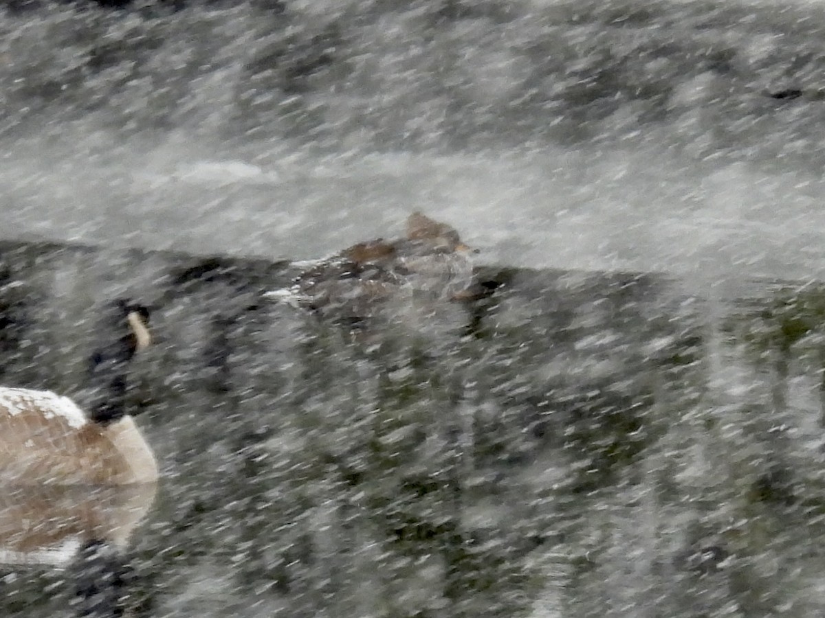 Harle couronné - ML646705878