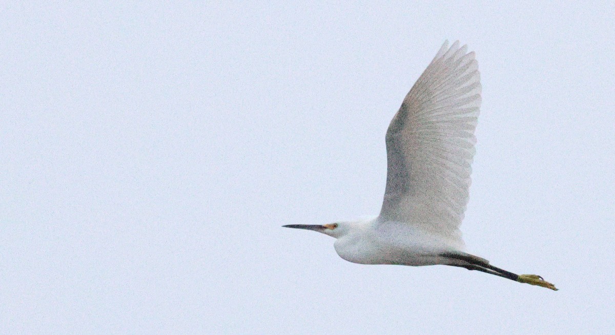 snøhegre - ML646705880