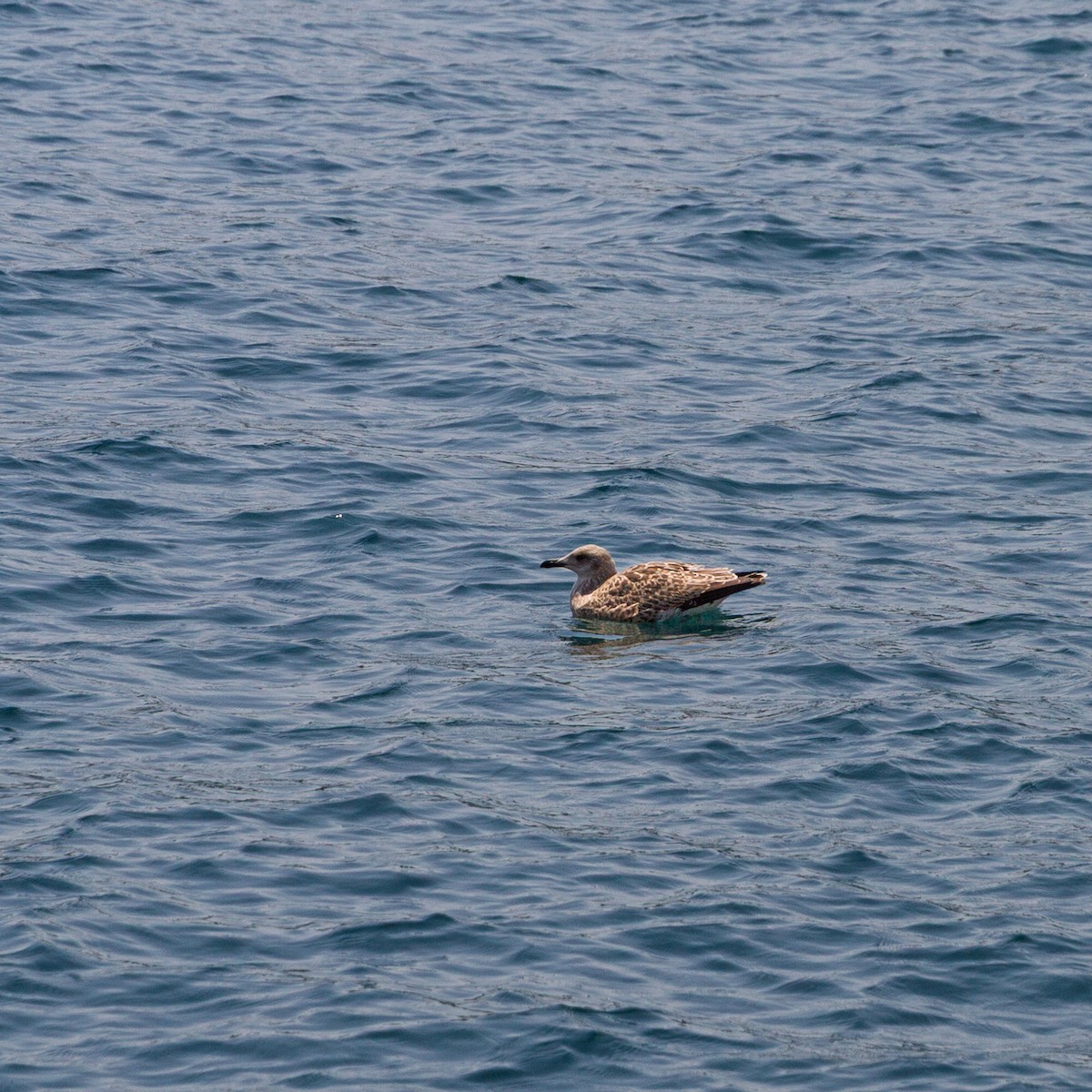Larus sp. - ML646705881