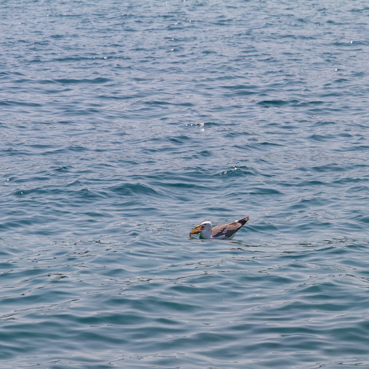 Larus sp. - ML646705882