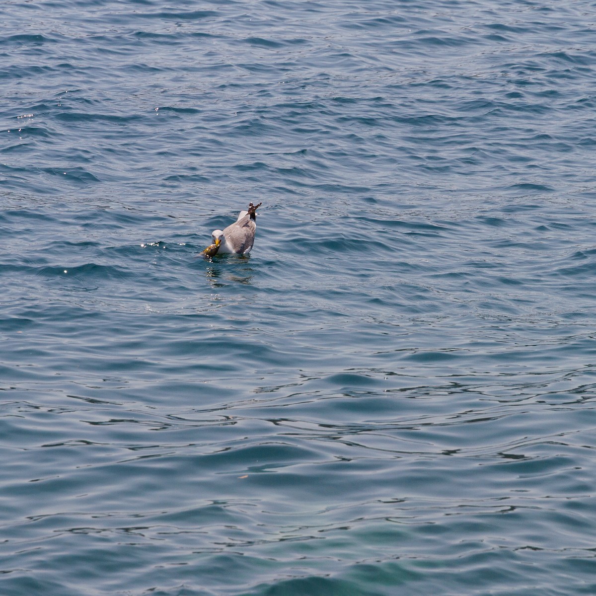 Larus sp. - ML646705883