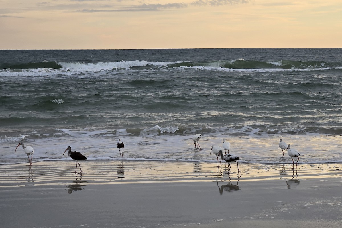 White Ibis - ML646705884
