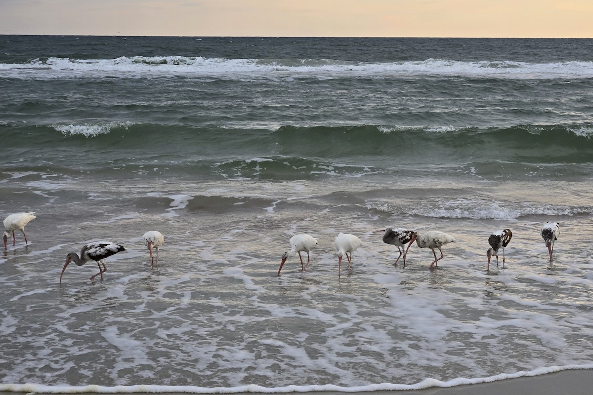 White Ibis - ML646705885