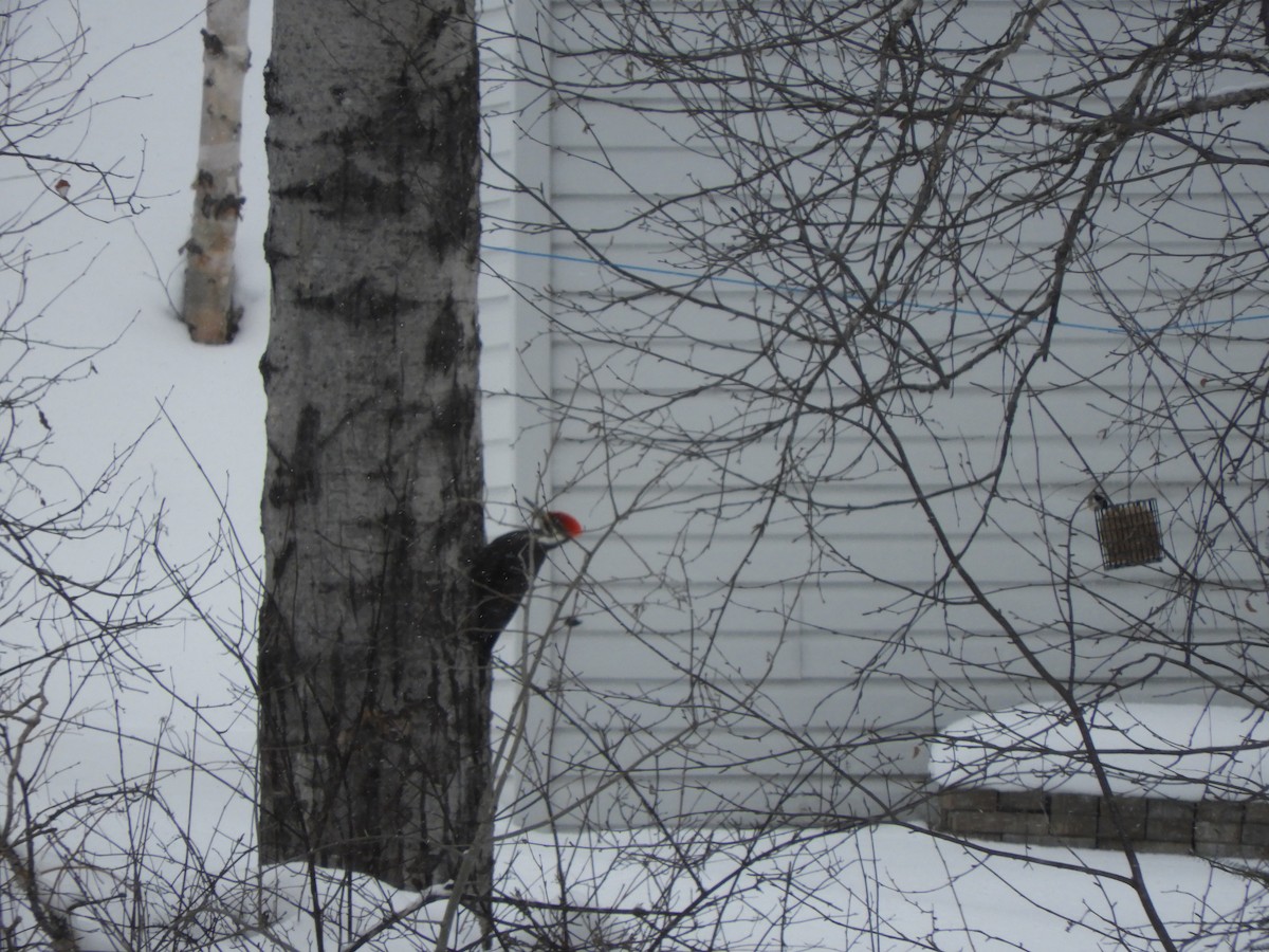 Grand Pic - ML646705886