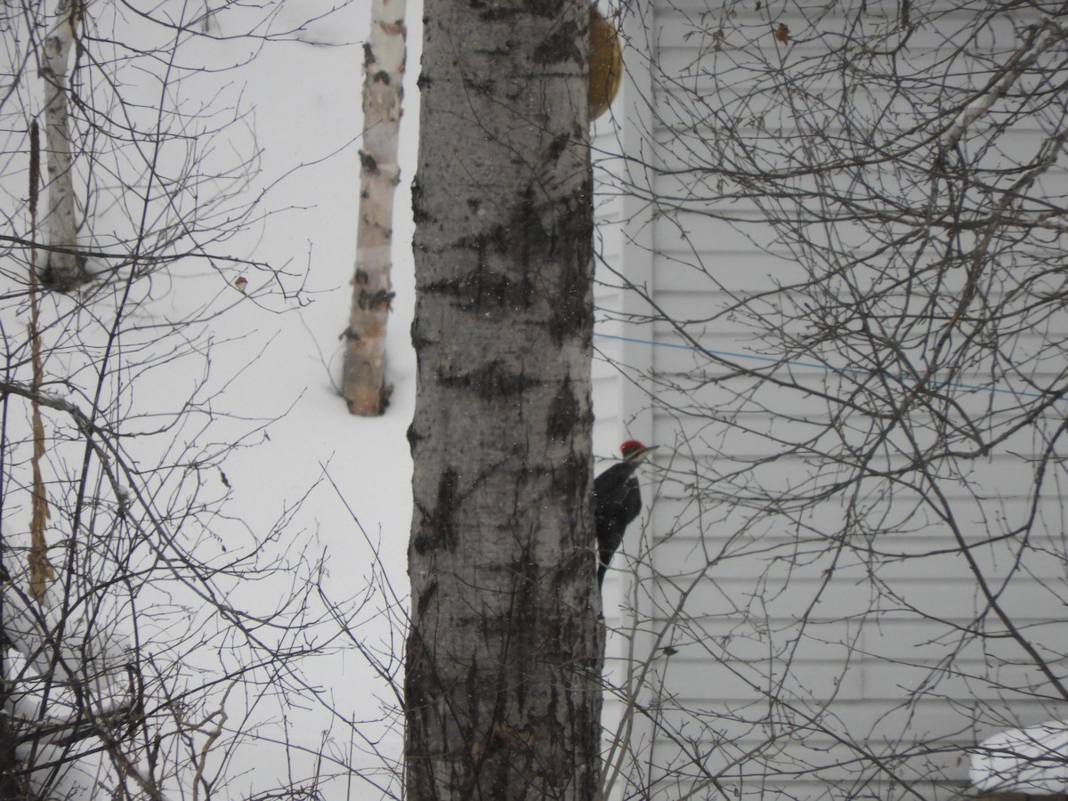 Grand Pic - ML646705887