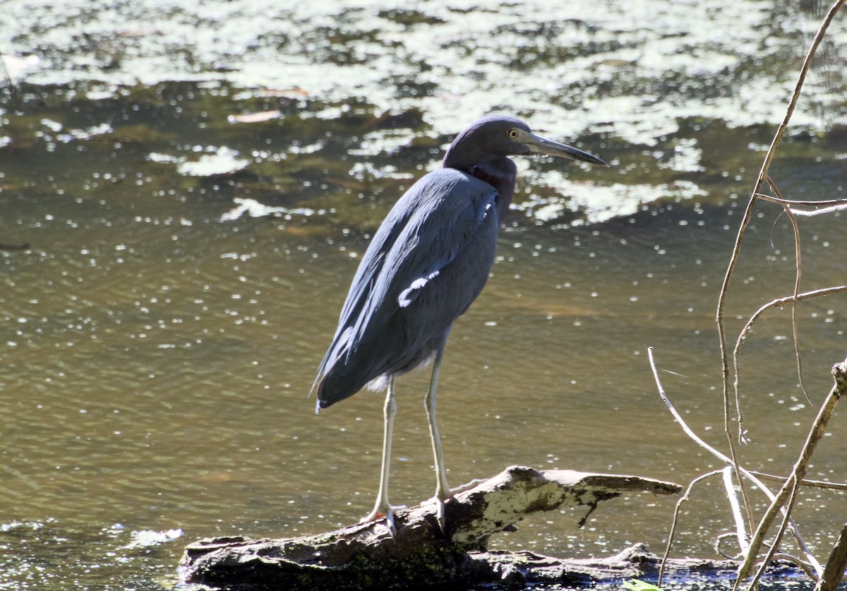 Little Blue Heron - ML646705889