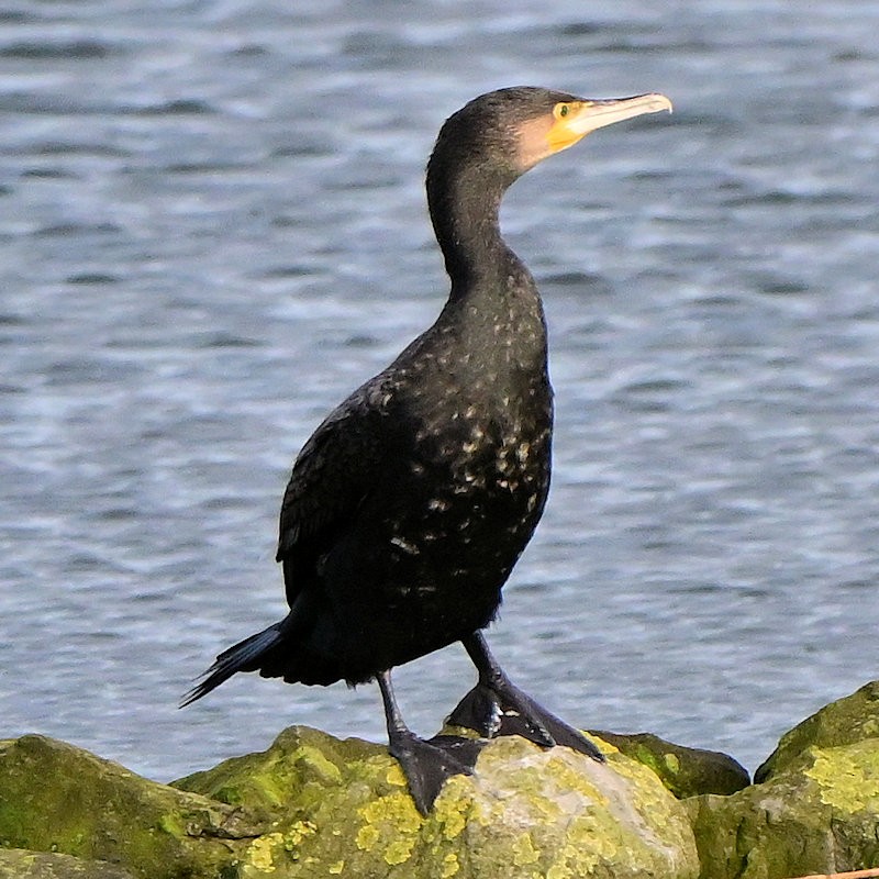 Большой баклан - ML646705890