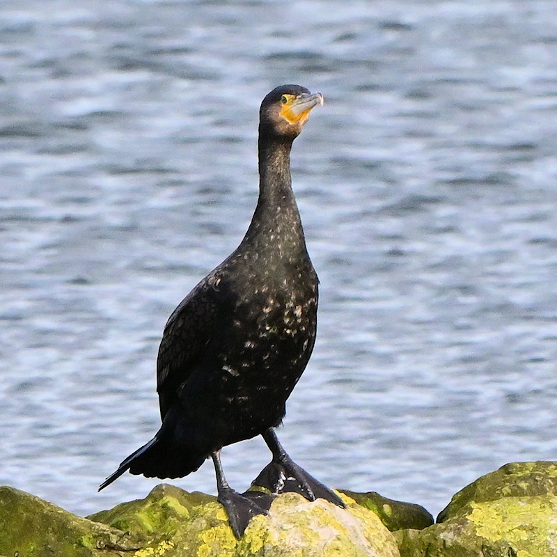 Большой баклан - ML646705891