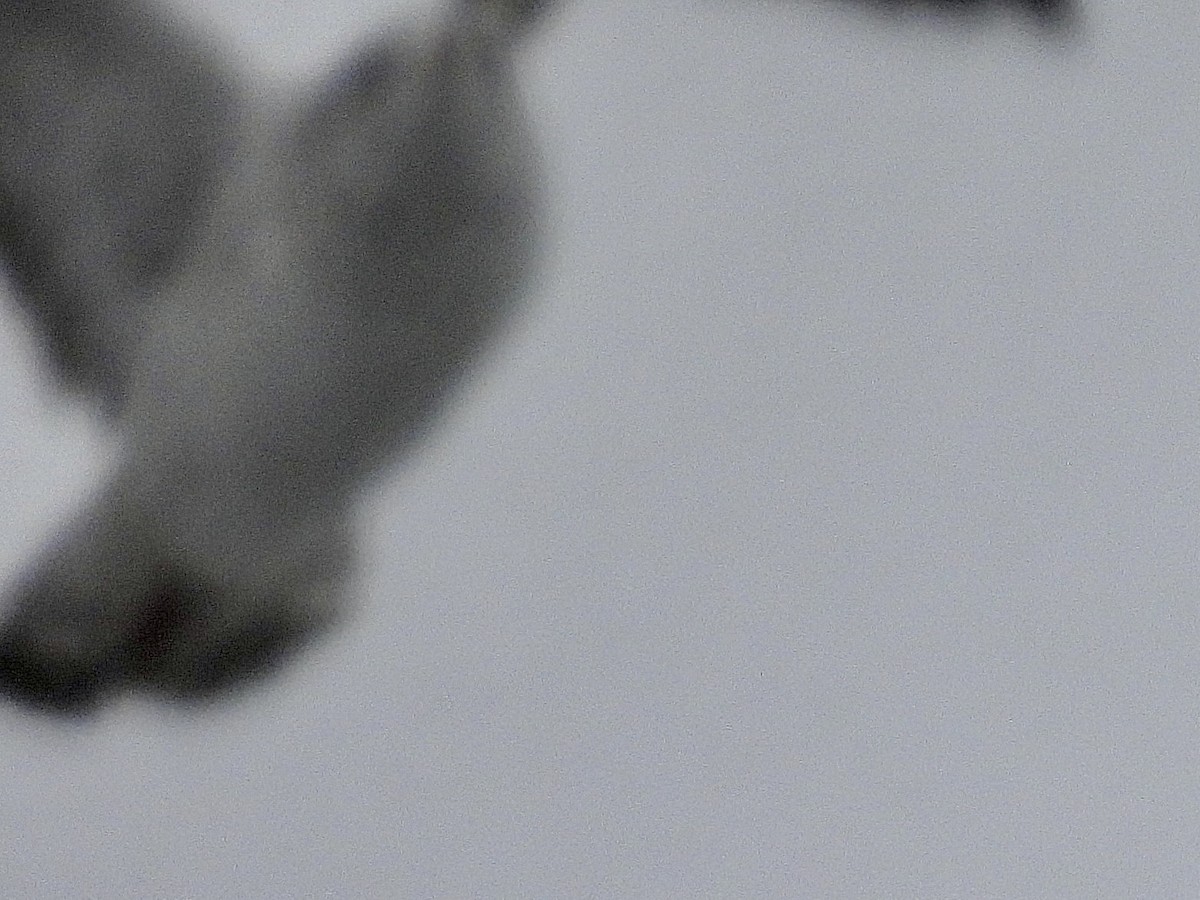 Goéland à bec cerclé - ML646705893