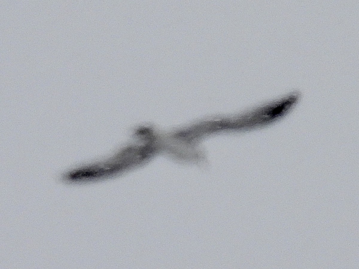 Goéland à bec cerclé - ML646705894