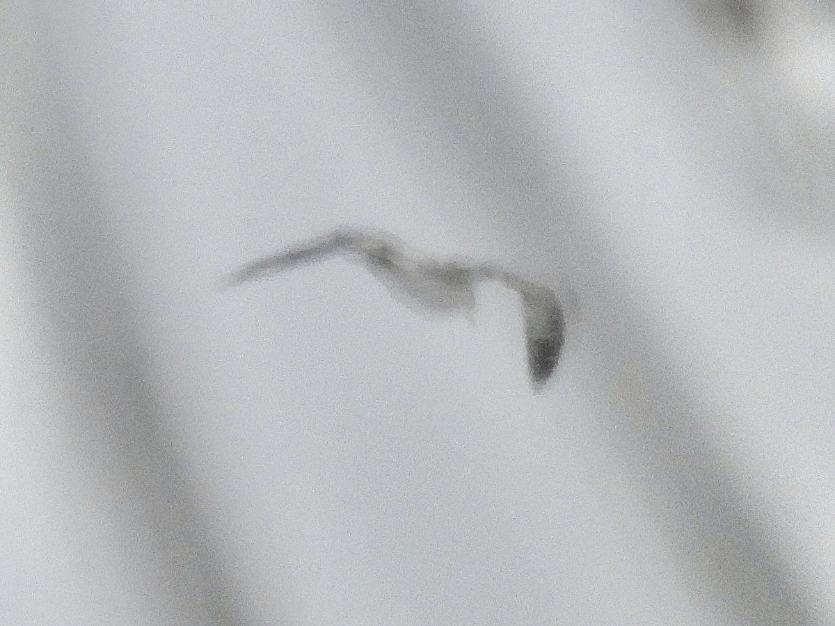 Goéland à bec cerclé - ML646705895