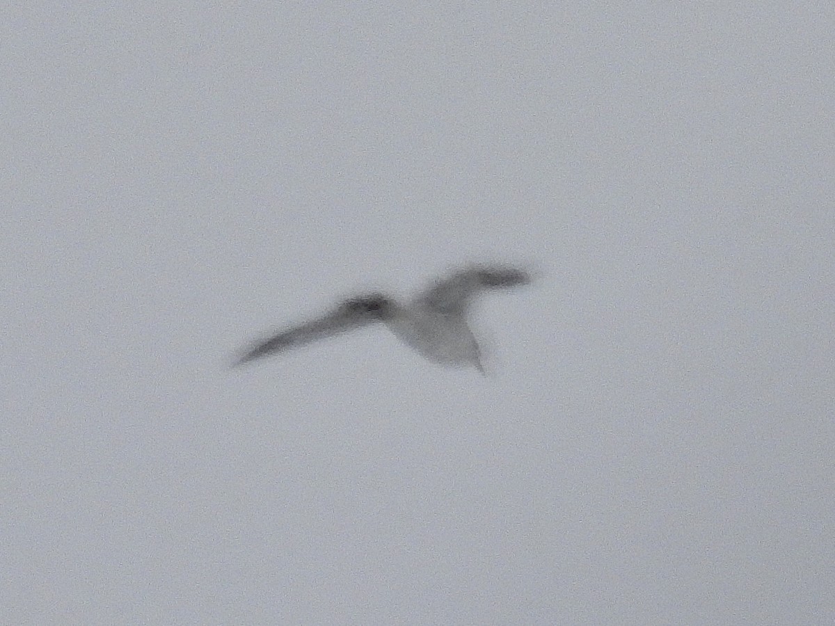 Goéland à bec cerclé - ML646705896