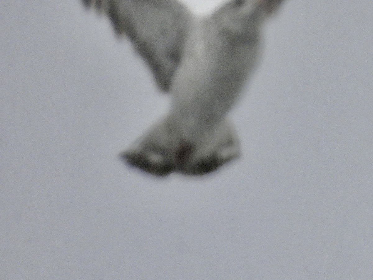 Goéland à bec cerclé - ML646705897