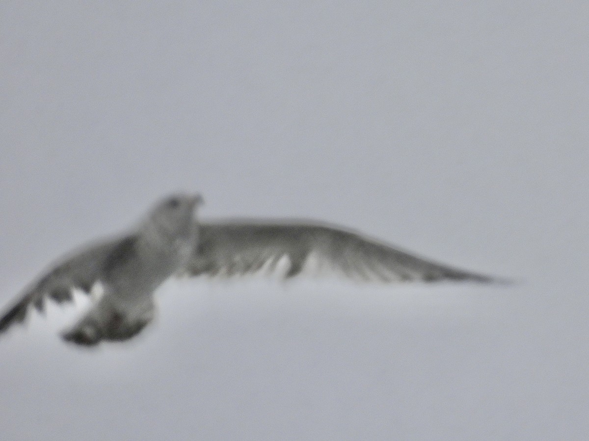 Goéland à bec cerclé - ML646705898