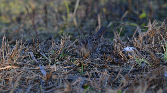 Пасовка співоча - ML646705900