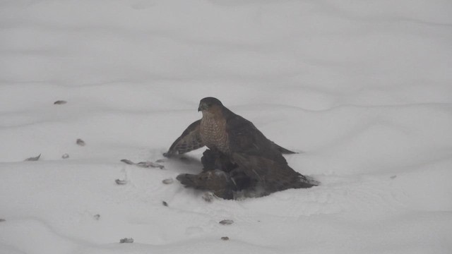 Sharp-shinned Hawk - ML646705901