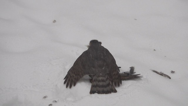 Sharp-shinned Hawk - ML646705902