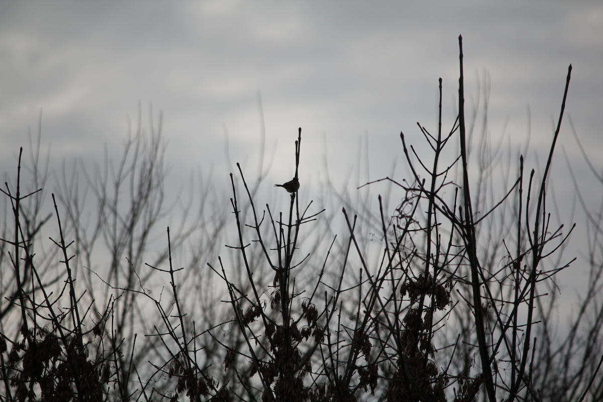 American Tree Sparrow - ML646705904