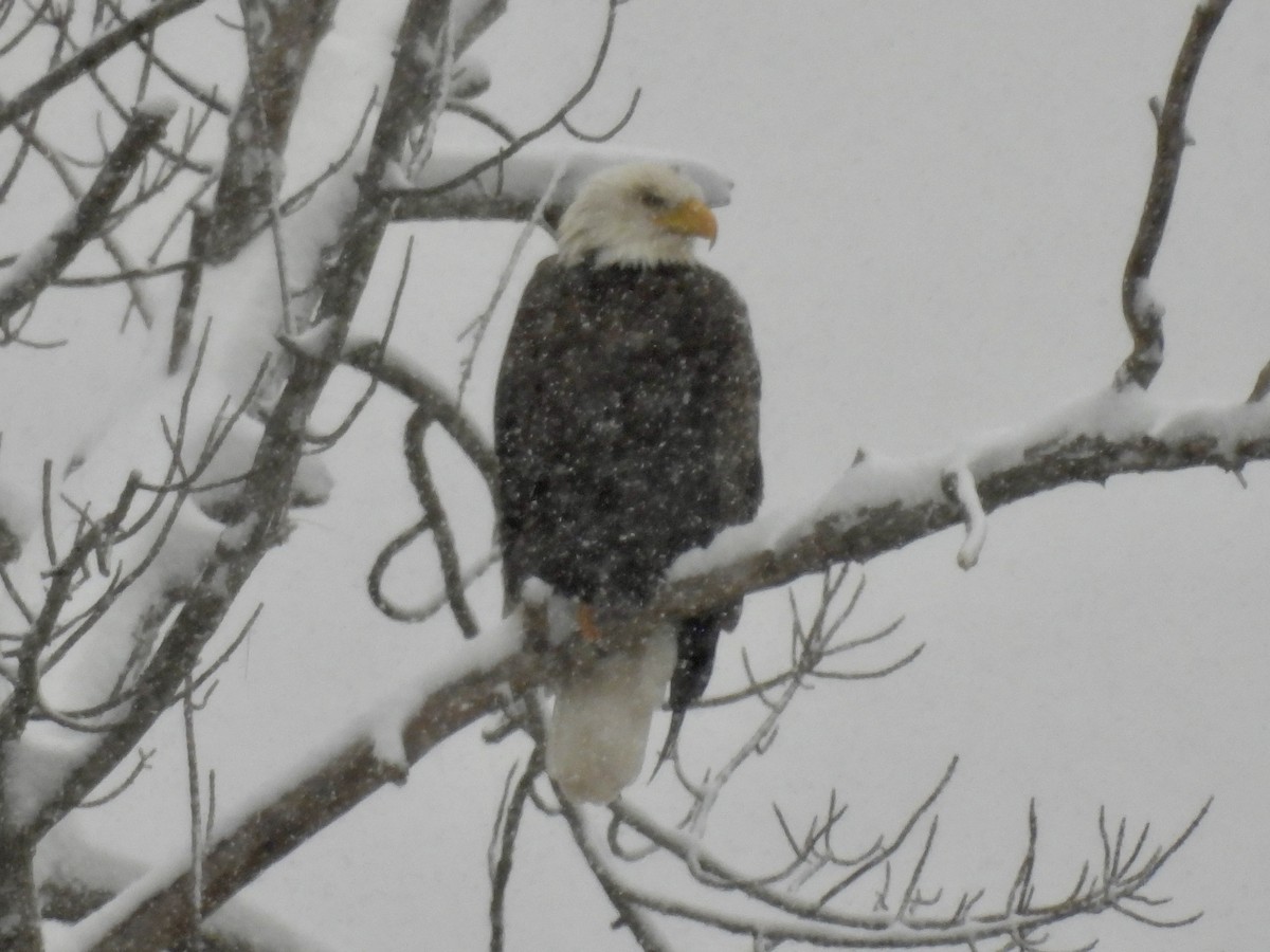 Pygargue à tête blanche - ML646705905