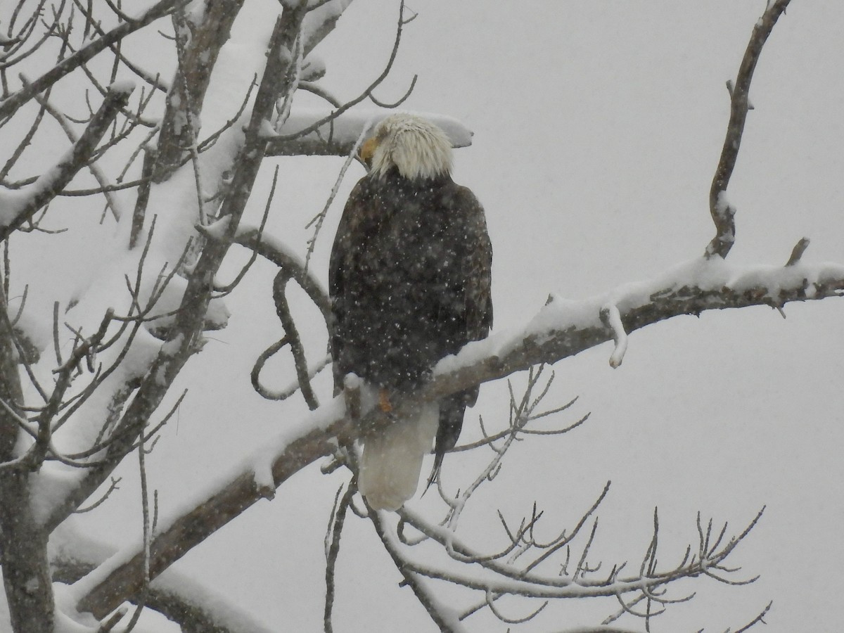 Pygargue à tête blanche - ML646705906
