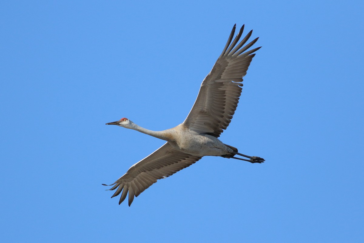 Орог тогоруу - ML646705907