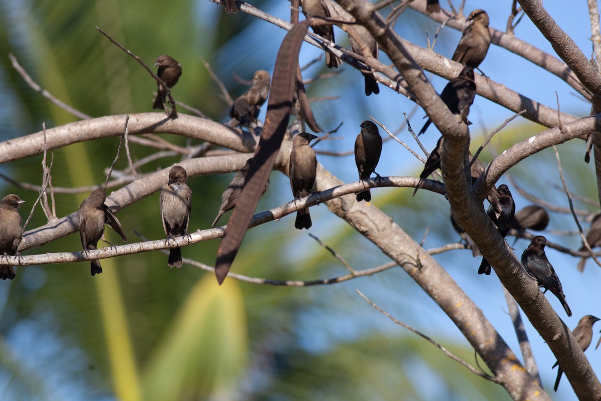 Brown-headed Cowbird - ML646705908