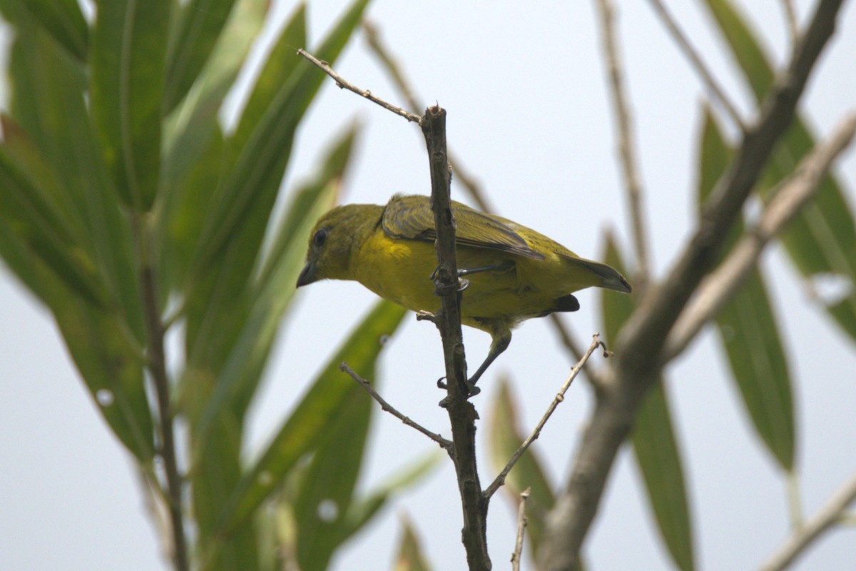 Yellow-crowned Euphonia - ML646705909