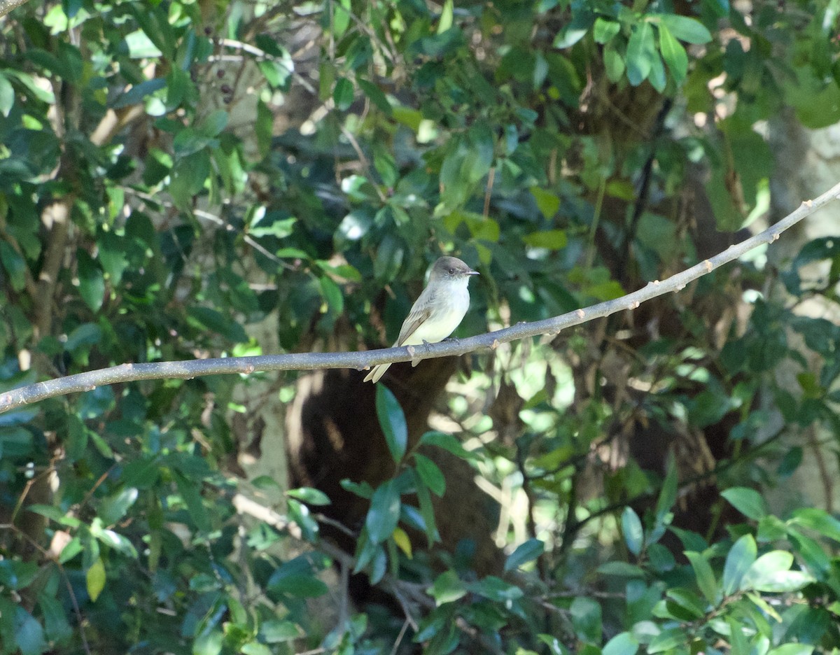 Eastern Phoebe - ML646705915