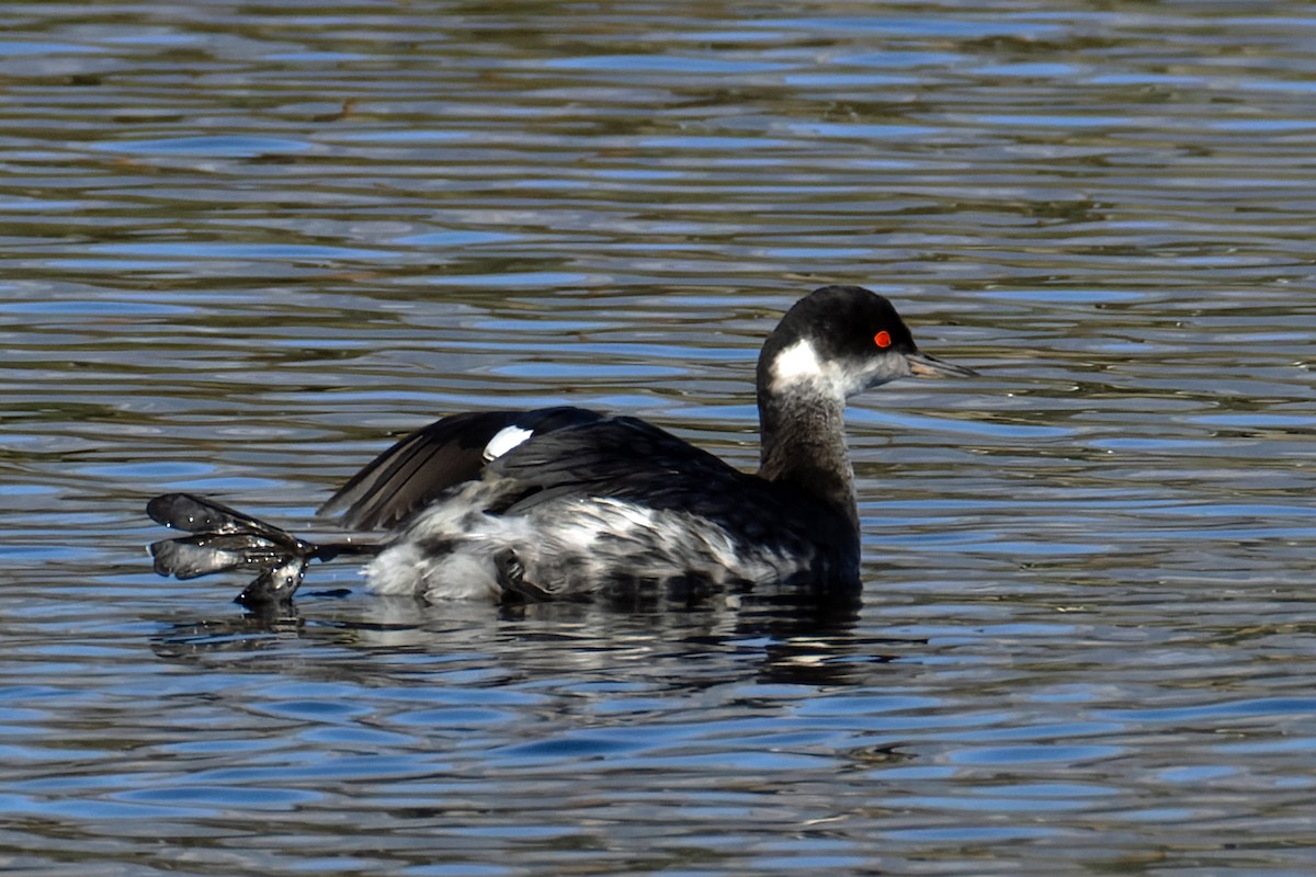 Grèbe à cou noir - ML646705916