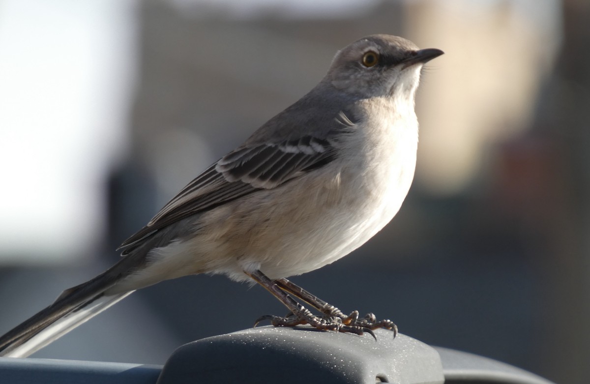 Northern Mockingbird - ML646705917