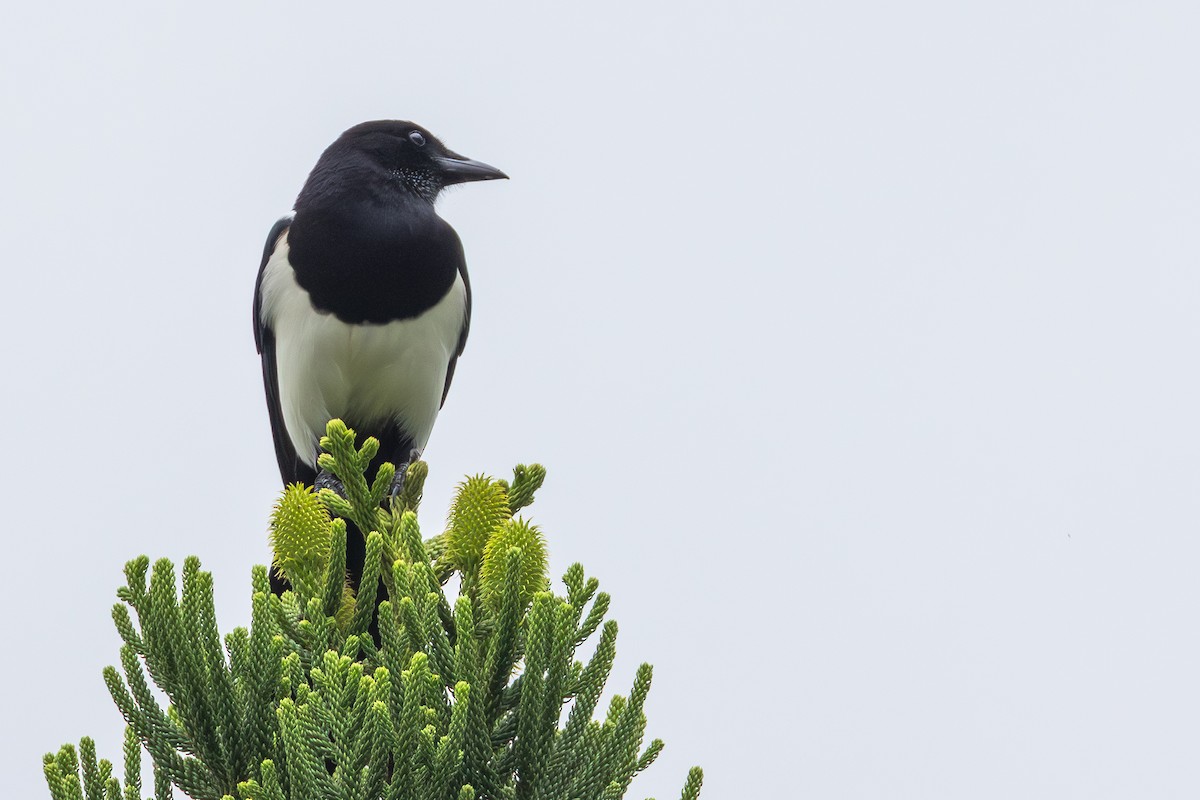 orientskjære - ML646705918