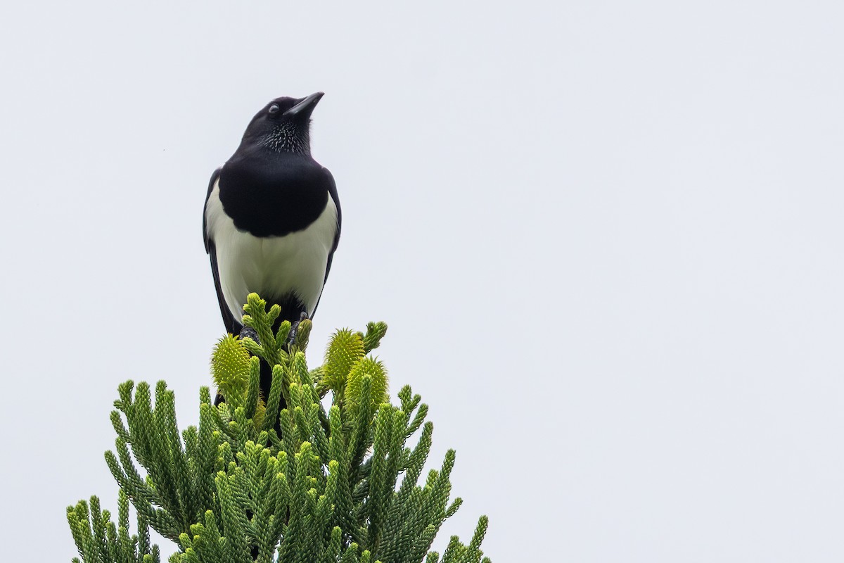 orientskjære - ML646705919