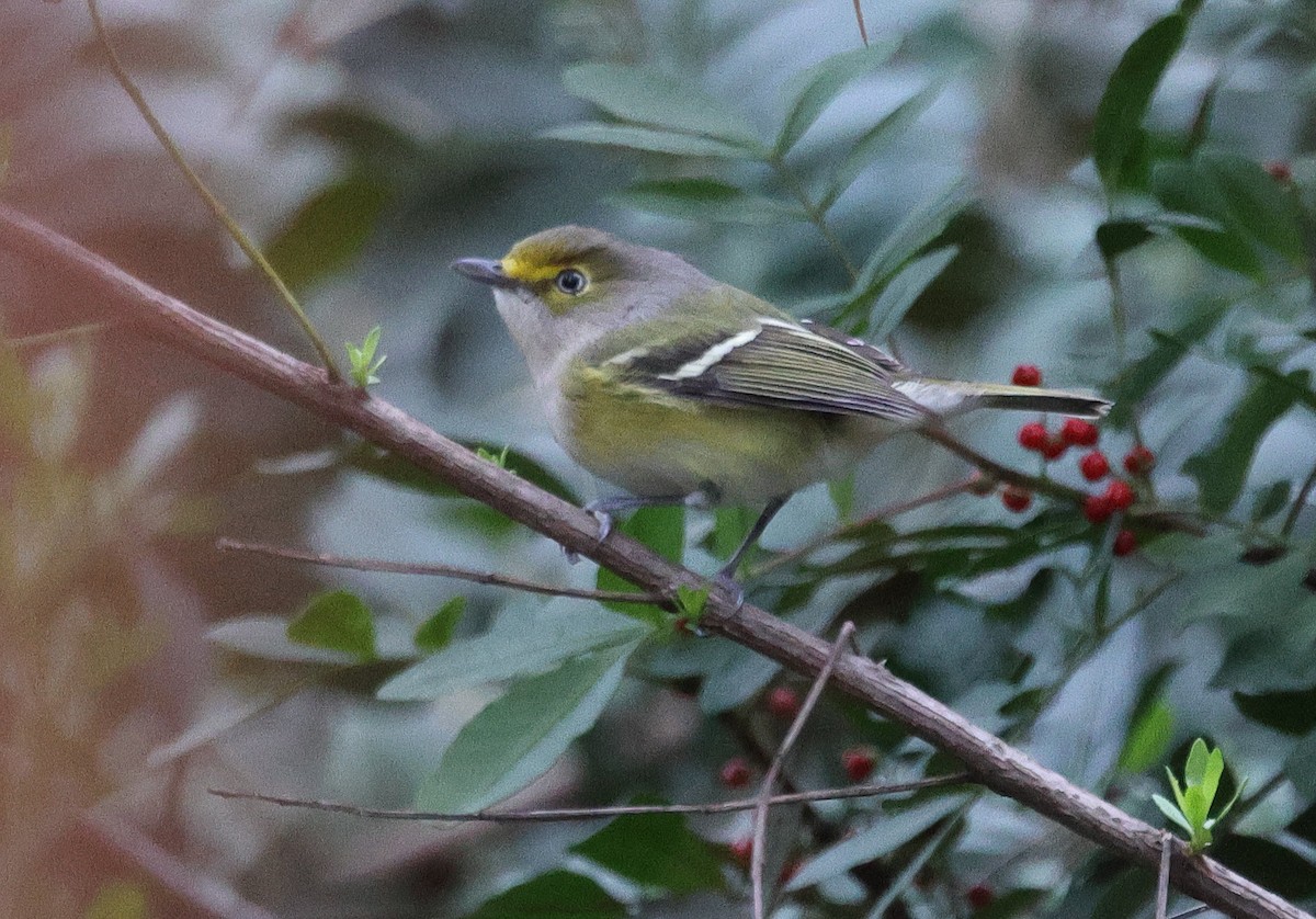 ויראו לבן-עין - ML646705920