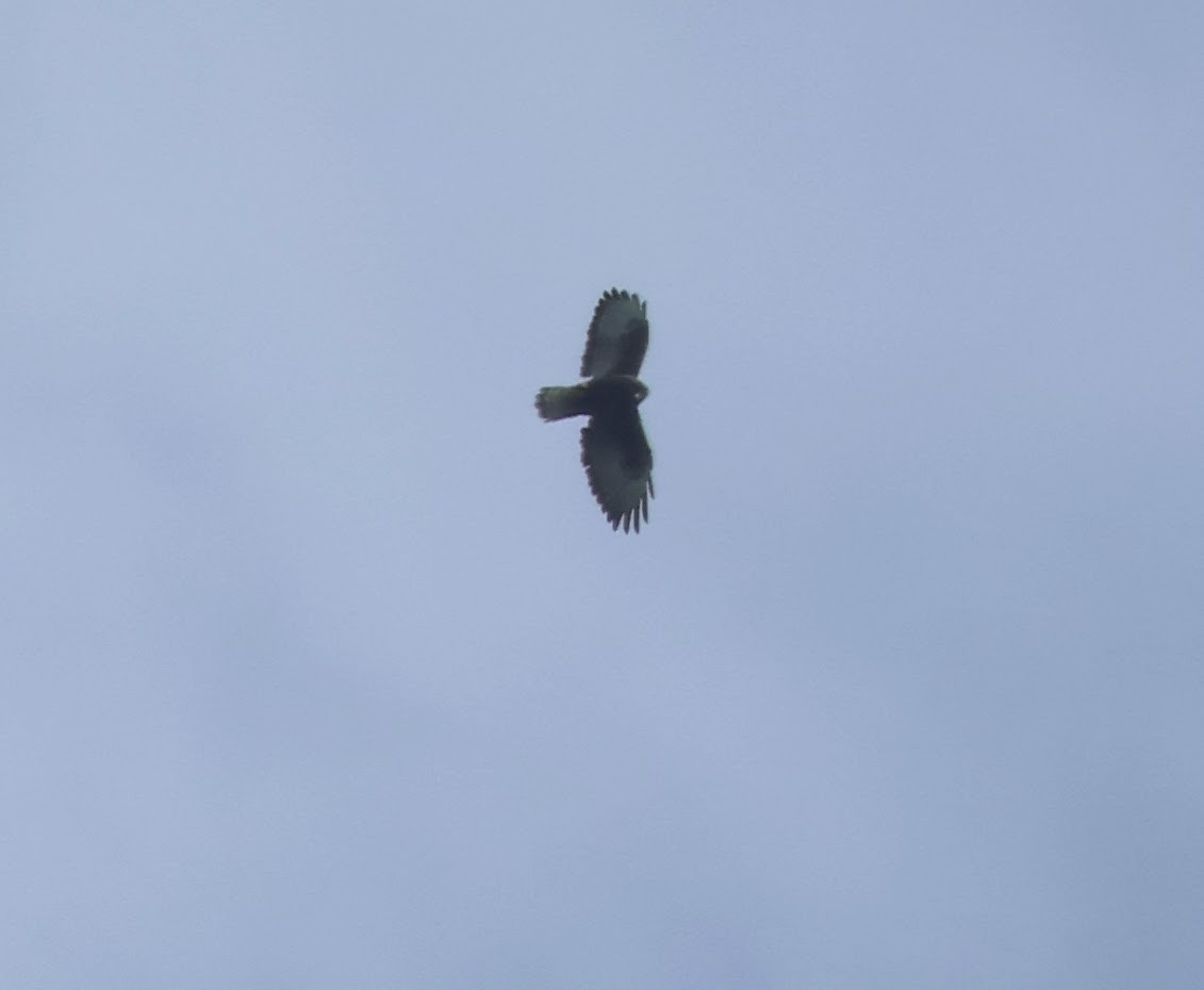 Black Hawk-Eagle - ML646705924