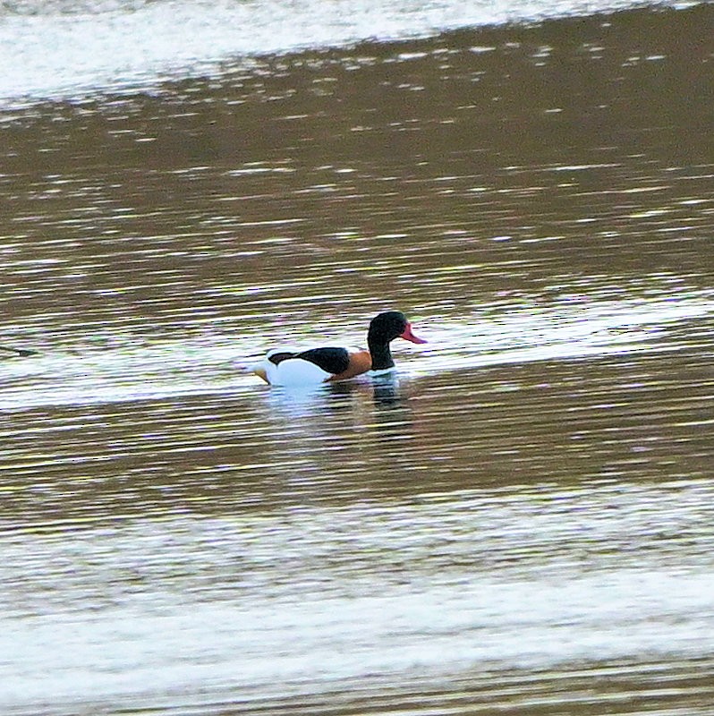 Пеганка - ML646705925