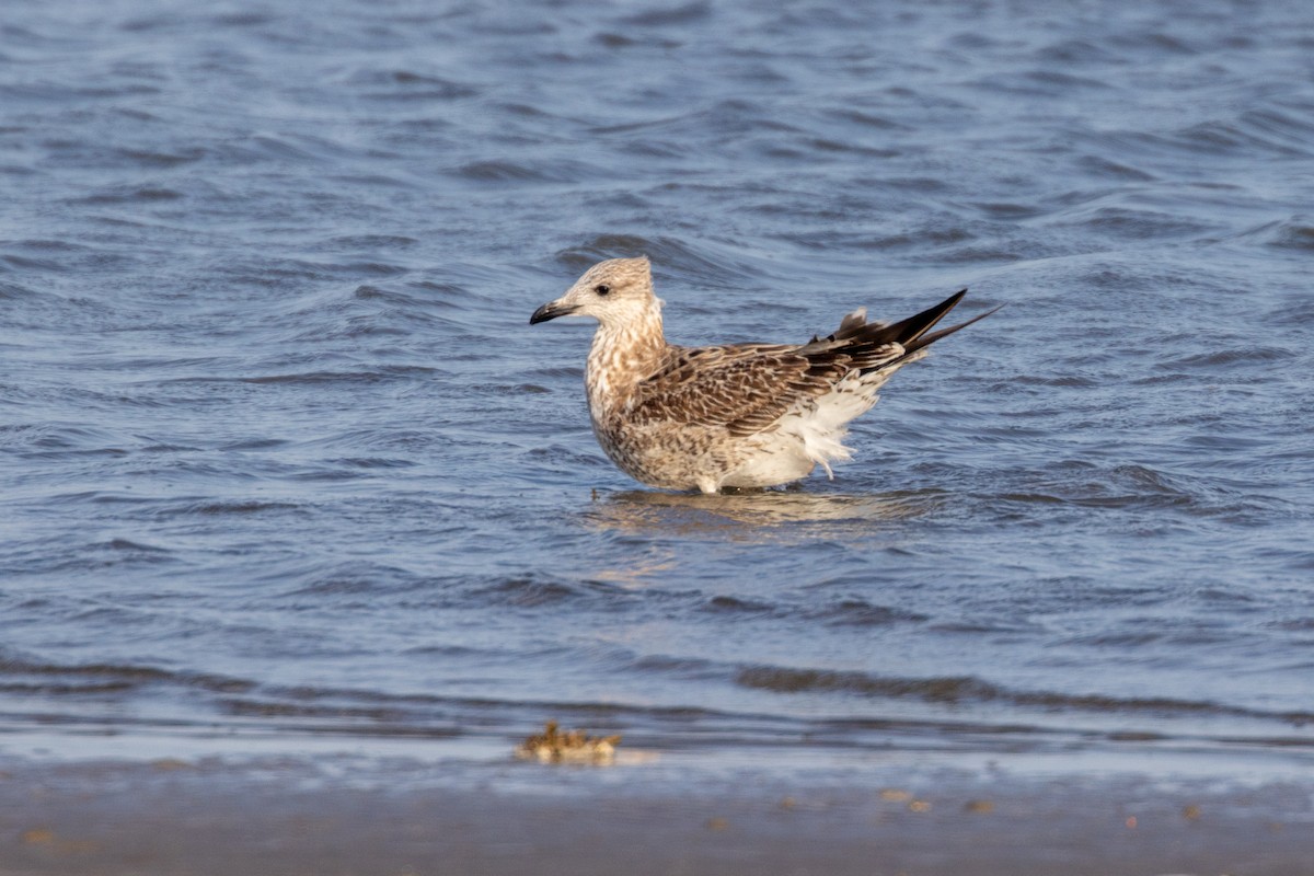 ニシセグロカモメ - ML646705928